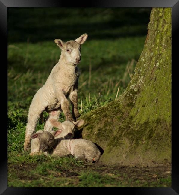 Spring lamb  Framed Print by Shaun Jacobs