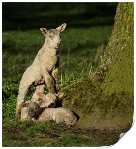 Spring lamb  Print by Shaun Jacobs
