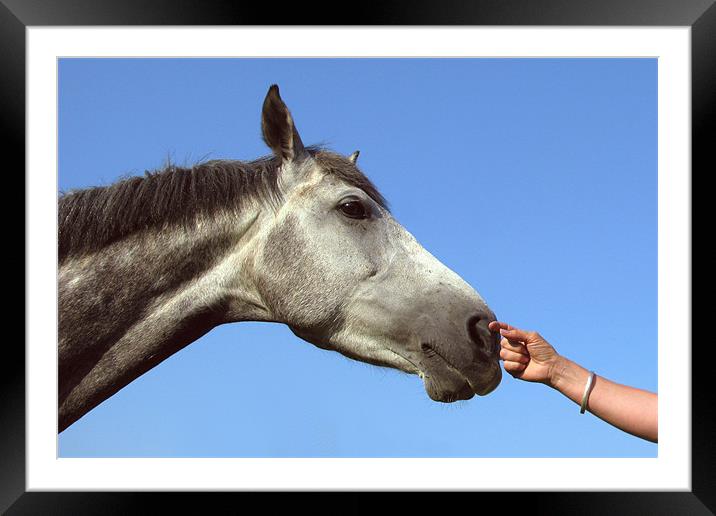 Tender touch Framed Mounted Print by Will Black