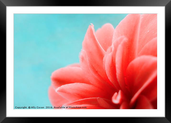 Camellia Framed Mounted Print by Ally Coxon