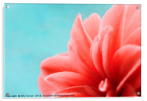 Camellia Acrylic by Ally Coxon