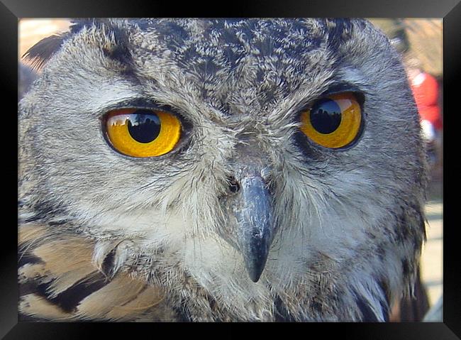 Owl at Suffolk Hunt Framed Print by Will Black