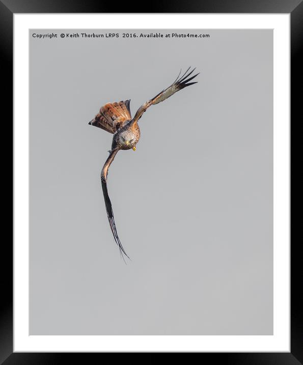 Red Kite Framed Mounted Print by Keith Thorburn EFIAP/b
