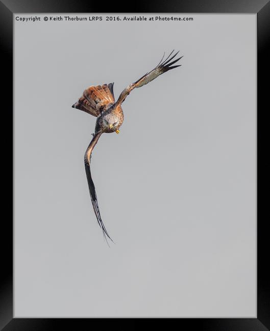 Red Kite Framed Print by Keith Thorburn EFIAP/b