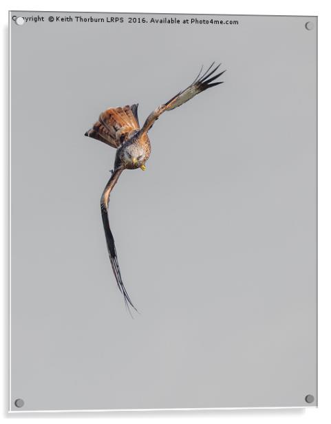 Red Kite Acrylic by Keith Thorburn EFIAP/b