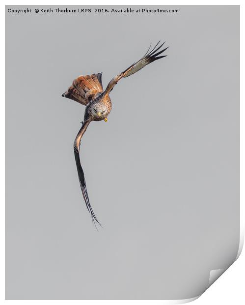 Red Kite Print by Keith Thorburn EFIAP/b