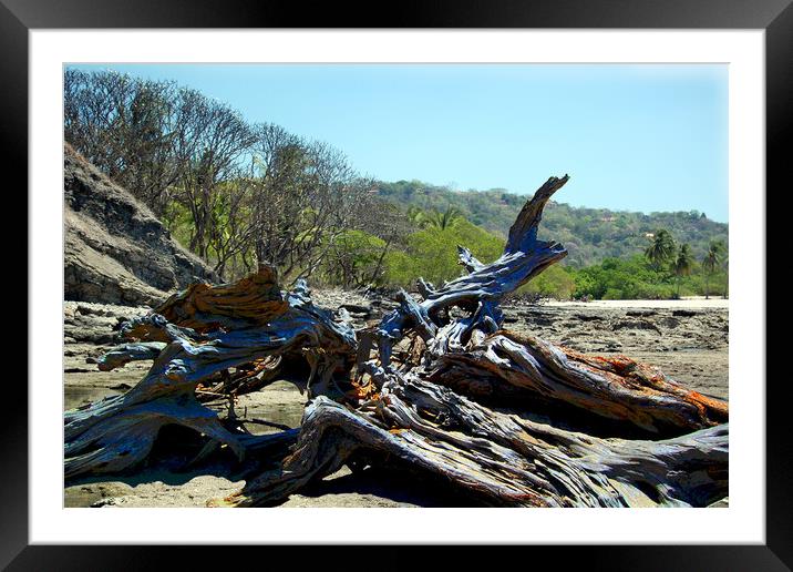 Driftwood on Beach Framed Mounted Print by james balzano, jr.
