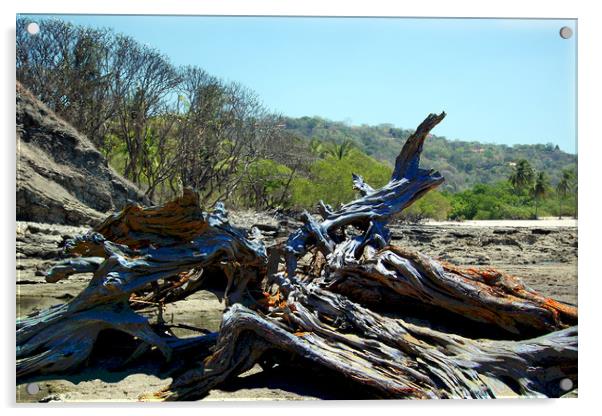 Driftwood on Beach Acrylic by james balzano, jr.