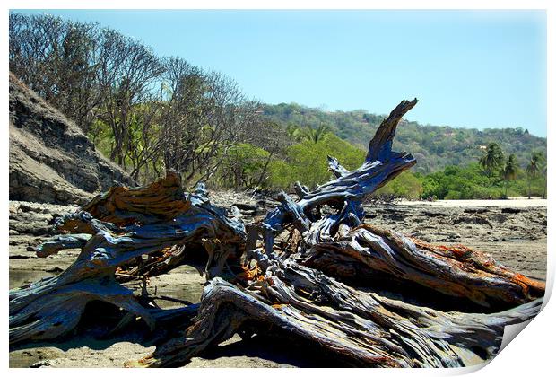 Driftwood on Beach Print by james balzano, jr.