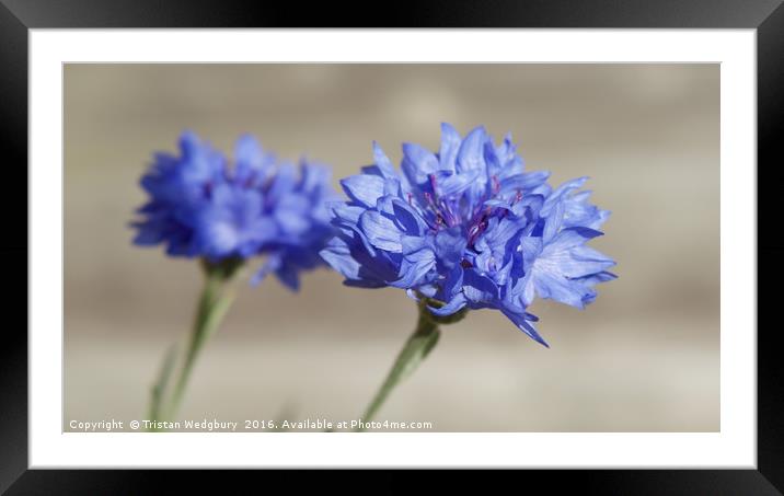 Blue Flowers Framed Mounted Print by Tristan Wedgbury