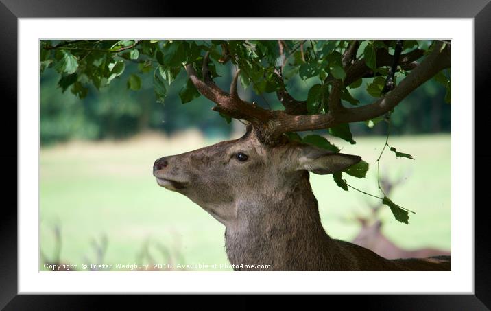 Deer Head Framed Mounted Print by Tristan Wedgbury