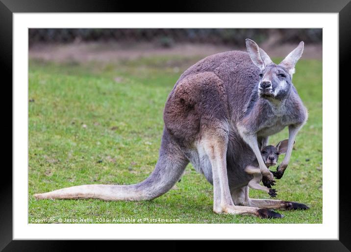 Juvenile Red Kangaroo in its mothers pouch Framed Mounted Print by Jason Wells