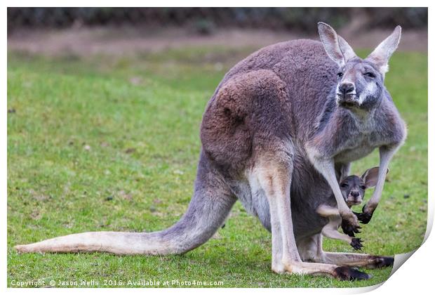 Juvenile Red Kangaroo in its mothers pouch Print by Jason Wells