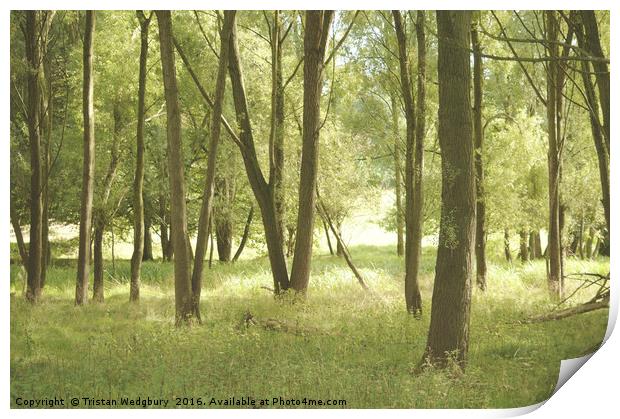 Summer Woodland Print by Tristan Wedgbury