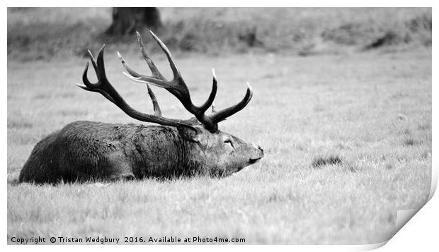 Resting my deer Print by Tristan Wedgbury