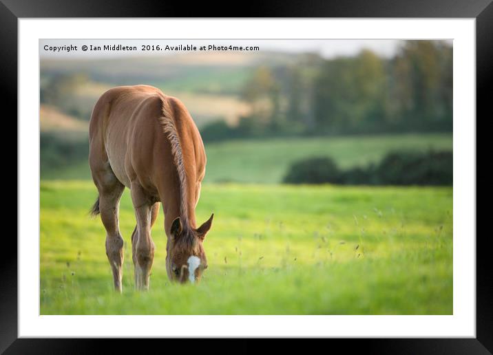 Horse in field near ballyvaloo, Blackwater, Wexfor Framed Mounted Print by Ian Middleton