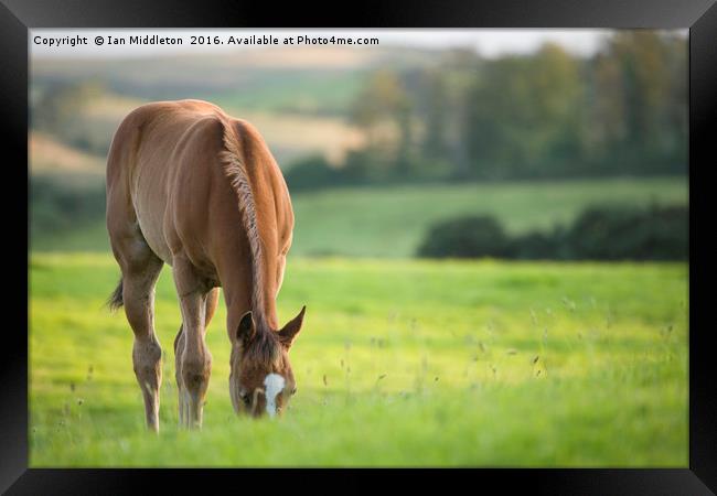 Horse in field near ballyvaloo, Blackwater, Wexfor Framed Print by Ian Middleton