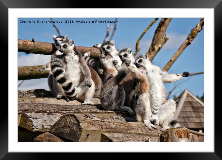 Sunbathing Ring-Tailed Lemurs Framed Mounted Print by rawshutterbug 