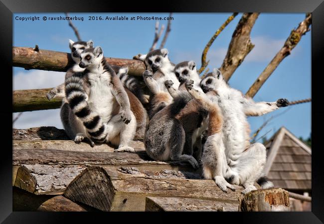 Sunbathing Ring-Tailed Lemurs Framed Print by rawshutterbug 