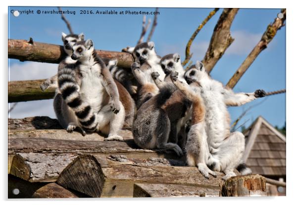 Sunbathing Ring-Tailed Lemurs Acrylic by rawshutterbug 
