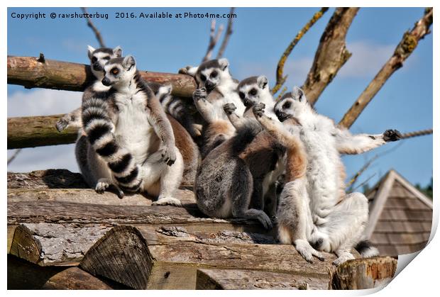 Sunbathing Ring-Tailed Lemurs Print by rawshutterbug 