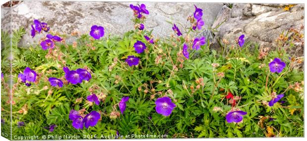 Wild Flowers on the Western Isles Canvas Print by Naylor's Photography