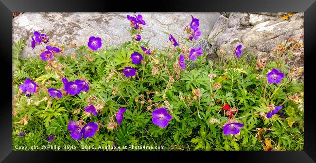 Wild Flowers on the Western Isles Framed Print by Naylor's Photography