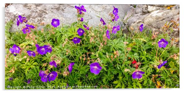 Wild Flowers on the Western Isles Acrylic by Naylor's Photography