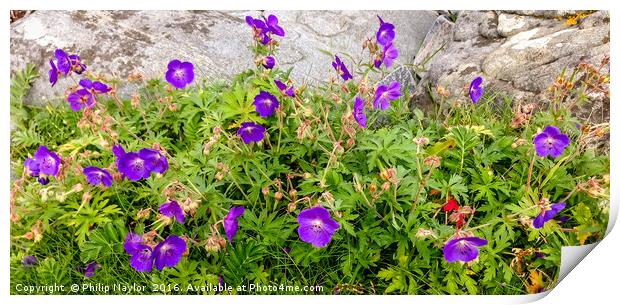 Wild Flowers on the Western Isles Print by Naylor's Photography