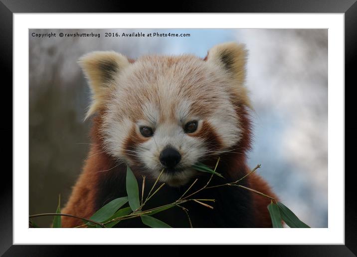 Beautiful Red Panda Framed Mounted Print by rawshutterbug 