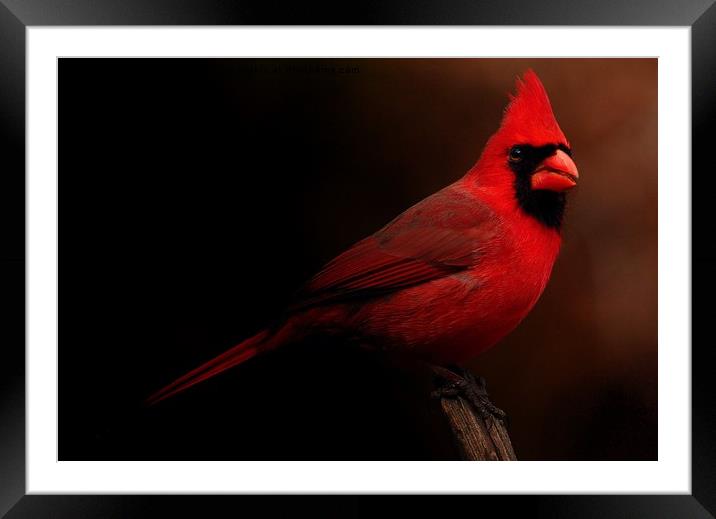 Male Northern Cardinal Framed Mounted Print by Paul Mays