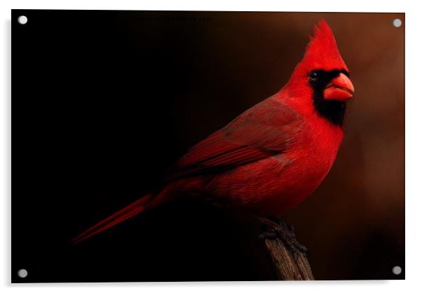 Male Northern Cardinal Acrylic by Paul Mays