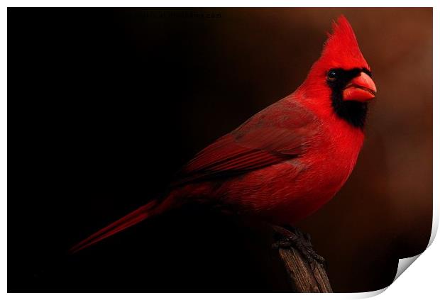 Male Northern Cardinal Print by Paul Mays