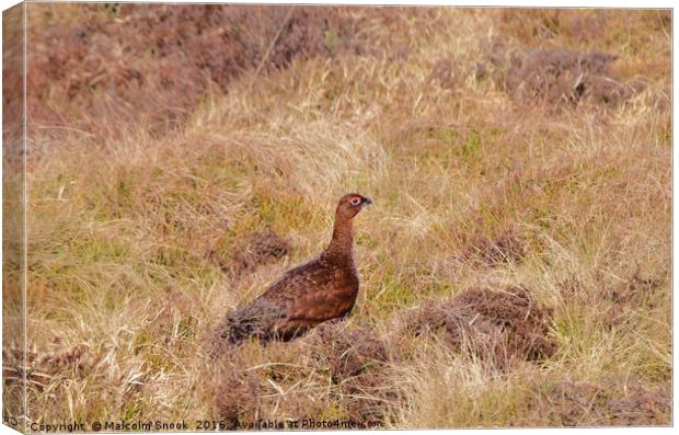 Red Grouse                             Canvas Print by Malcolm Snook