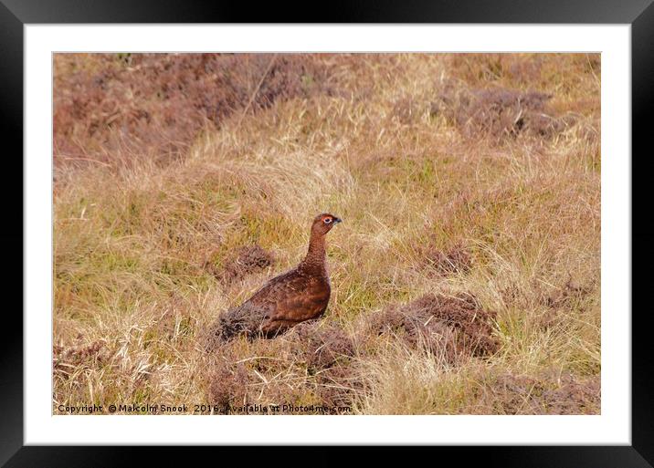 Red Grouse                             Framed Mounted Print by Malcolm Snook