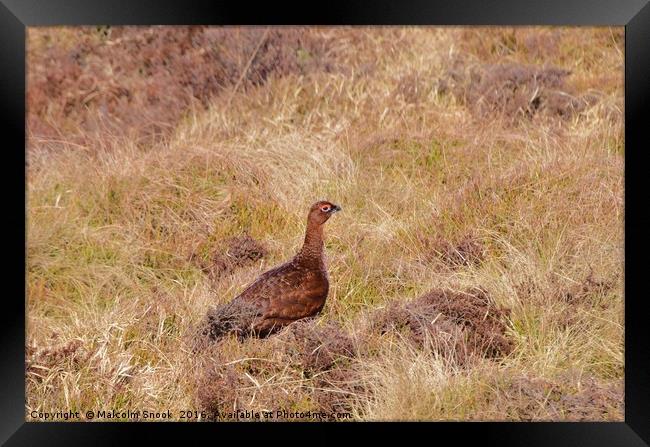 Red Grouse                             Framed Print by Malcolm Snook