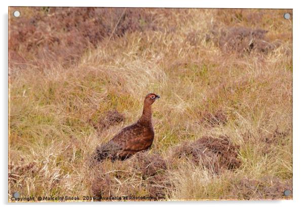 Red Grouse                             Acrylic by Malcolm Snook