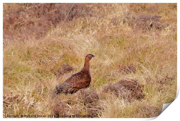 Red Grouse                             Print by Malcolm Snook