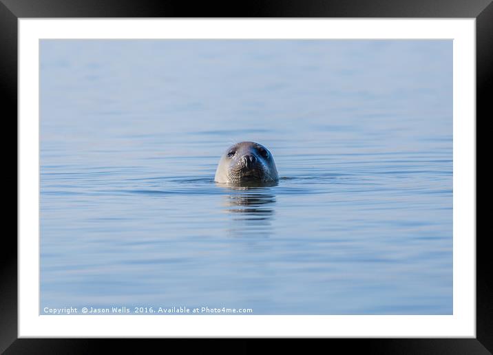 Portrait of a grey seal Framed Mounted Print by Jason Wells