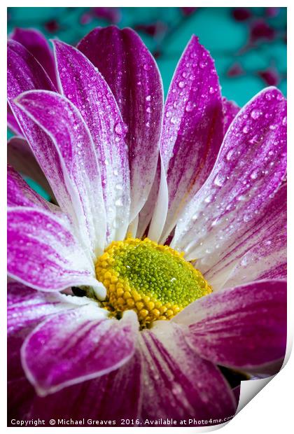 Chrysanthemum Print by Michael Greaves