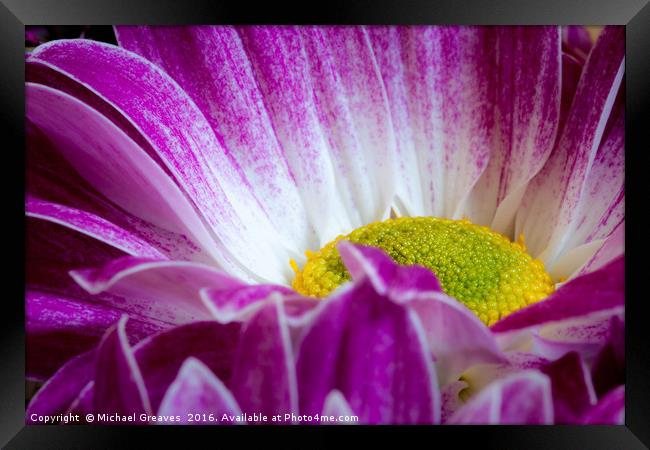 Chrysanthemum_001 Framed Print by Michael Greaves