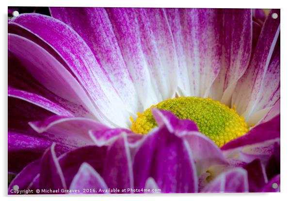 Chrysanthemum_001 Acrylic by Michael Greaves