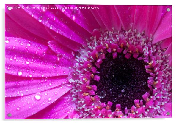 Gerbera in Pink Acrylic by Michael Greaves
