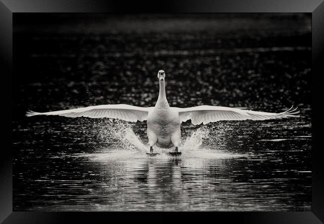 Swan landing Framed Print by Iain Leadley