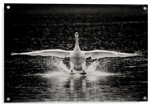 Swan landing Acrylic by Iain Leadley