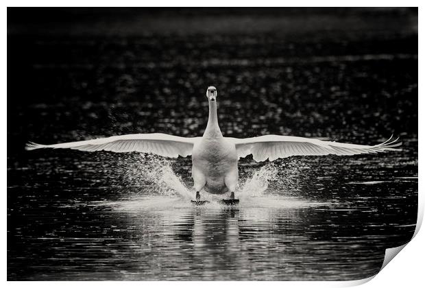 Swan landing Print by Iain Leadley