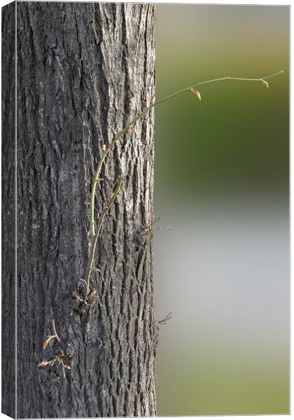 small branches Canvas Print by Marinela Feier