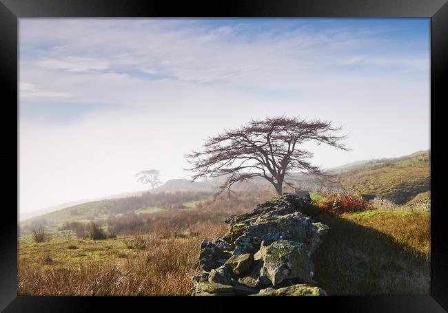 Tree and rising cloud. Cumbria, UK. Framed Print by Liam Grant