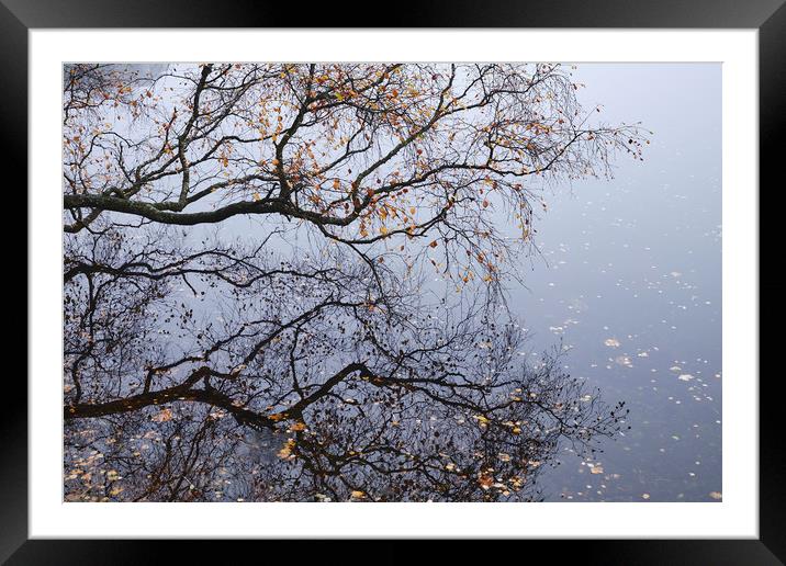 Fog and reflections. Tarn Hows, Cumbria, UK. Framed Mounted Print by Liam Grant