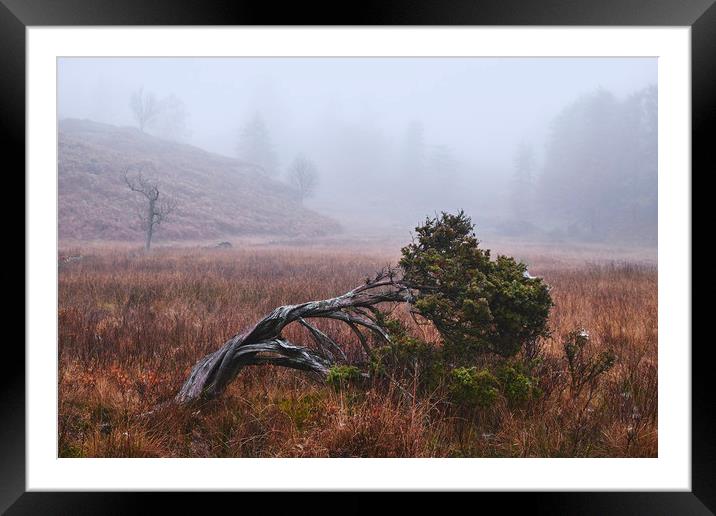Tree in the fog. Tarn Hows, Cumbria, UK. Framed Mounted Print by Liam Grant